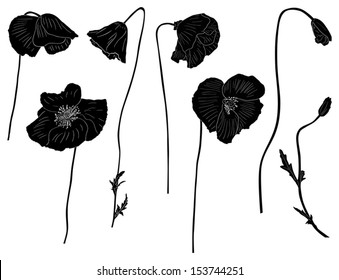 Coquelicot Noir Et Blanc Images Stock Photos Vectors Shutterstock