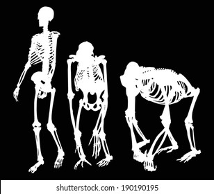 illustration with set of primate skeletons collection isolated on black background