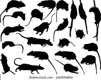 illustration with set of rats isolated on white background