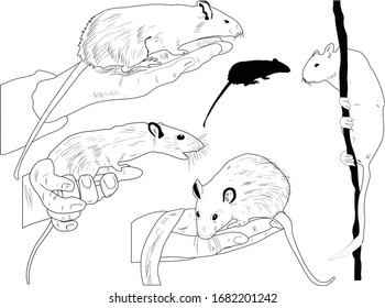 illustration with set of rats isolated on white background