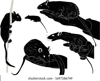 illustration with set of rats isolated on white background