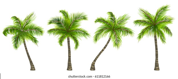 Illustration Set Realistic Palm Trees Isolated on White Background - Vector