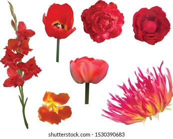 Illustration mit Satz roter Blumen einzeln auf weißem Hintergrund