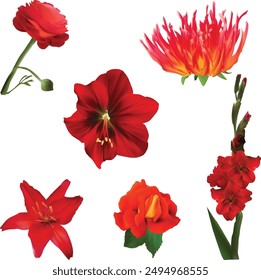 illustration with set of red flowers isolated on white background