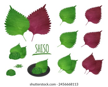 Conjunto de ilustraciones de shiso rojo y hojas de perilla