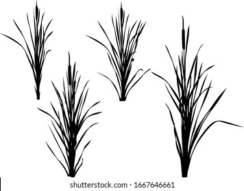 illustration with set of reed silhouettes isolated on white background