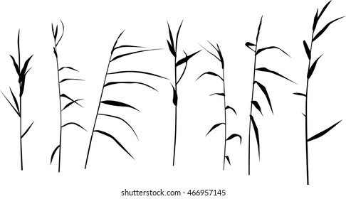 illustration with set of reed silhouettes isolated on white background