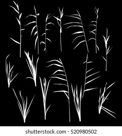 illustration with set of reed silhouettes isolated on black background