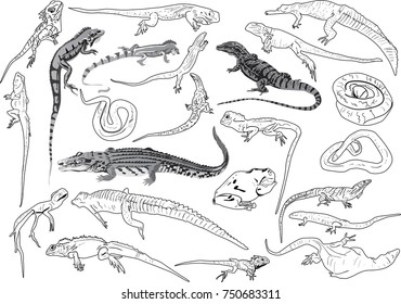 illustration with set of reptile silhouettes isolated on white background