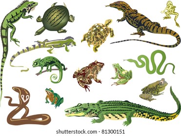 illustration with set of reptiles and amphibians isolated on white background