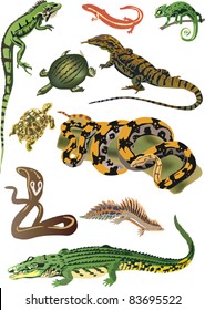 illustration with set of reptiles and amphibians isolated on white background