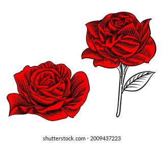 Illustration set of Rose Blooming for logo element