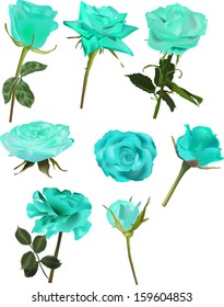 illustration with set of rose flowers isolated on white background