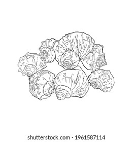 Illustration of a set of sea shells isolated. Summer beach set printing on clothes, travel, ocean, blank for designers