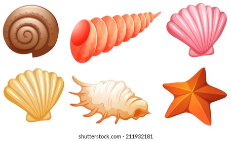 Illustration of the set of seashells on a white background