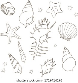 Illustration set of seashells, white background, black lines