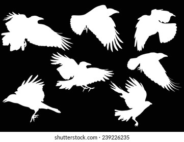 illustration with set of seven crow silhouettes isolated on black background