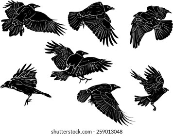 illustration with set of seven crow silhouettes isolated on white background