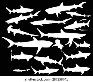 illustration with set of sharks isolated on black background