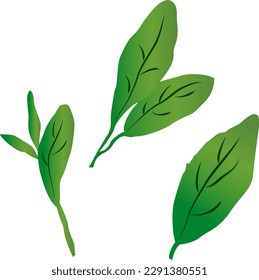 Illustration set of simple green tea leaves