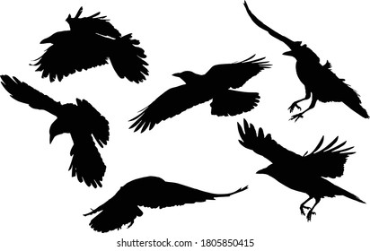 Illustration Set Six Crow Silhouettes Isolated Stock Vector (Royalty ...