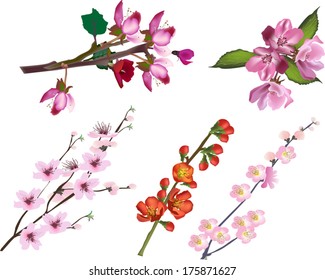 illustration with set of spring tree blossoming branches isolated on white background