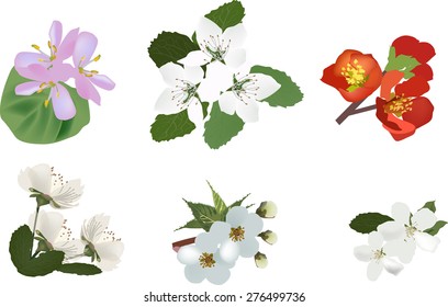 illustration with set of spring tree blossoming branches isolated on white background
