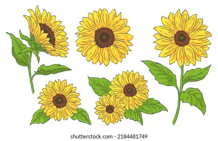 Illustration set of sunflower, line drawing and paint, yellow flower, floral illustration elements, vector data.