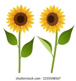 An illustration set of sunflowers.Vector data that is easy to edit.