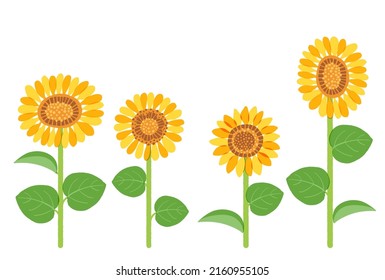Ein Bilderset von Sonnenblumen.Vektordaten, die leicht zu bearbeiten sind.
