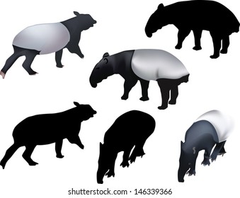 illustration with set of tapirs isolated on white background