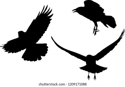 illustration with set of three crow silhouettes isolated on white background