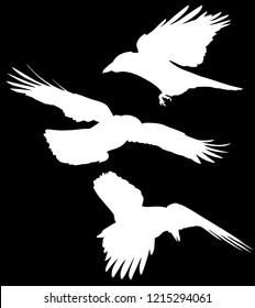 illustration with set of three crow silhouettes isolated on black background