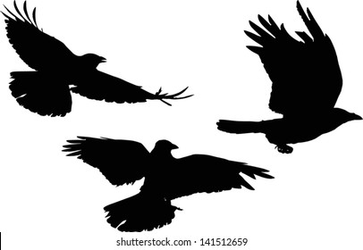 illustration with set of three crow silhouettes isolated on white background