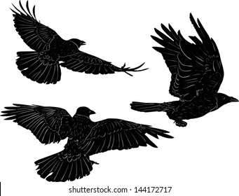 illustration with set of three crow silhouettes isolated on white background