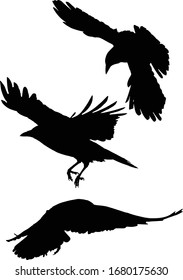 illustration with set of three crow silhouettes isolated on white background