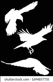 illustration with set of three crow silhouettes isolated on black background