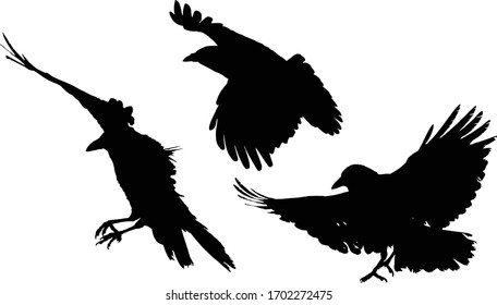 illustration with set of three crow silhouettes isolated on white background