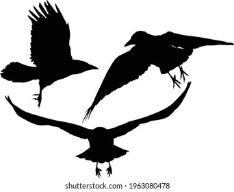 illustration with set of three crow silhouettes isolated on white background