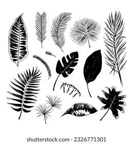 illustration set of tropical plants and leaves, hand drawn style, outline sketch.