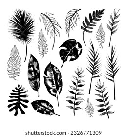 illustration set of tropical plants and leaves, hand drawn style, outline sketch.