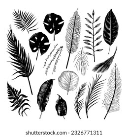 illustration set of tropical plants and leaves, hand drawn style, outline sketch.