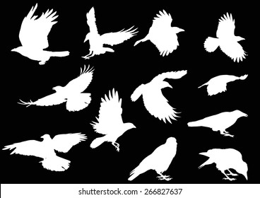 illustration with set of twelve crow silhouettes isolated on black background