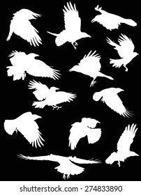 illustration with set of twelve crow silhouettes isolated on black background