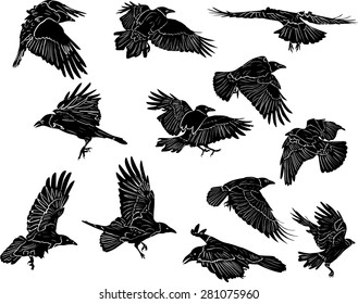 illustration with set of twelve crow silhouettes isolated on white background