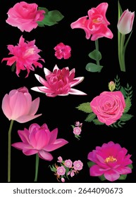 ilustração com conjunto de doze flores cor-de-rosa isoladas sobre fundo preto