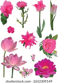 ilustração com conjunto de doze flores cor-de-rosa isoladas sobre fundo branco