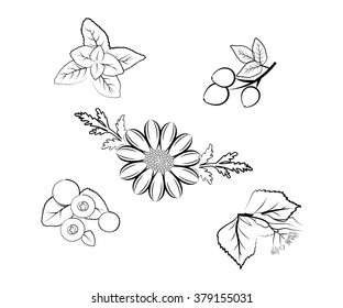 the illustration - the set of useful plant for human health.