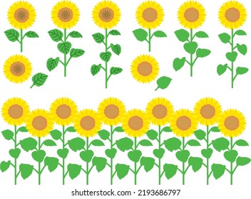 Illustration set of various sunflowers