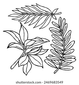 an illustration set of various tropical plant leaves in black and white hand drawn outline drawing style